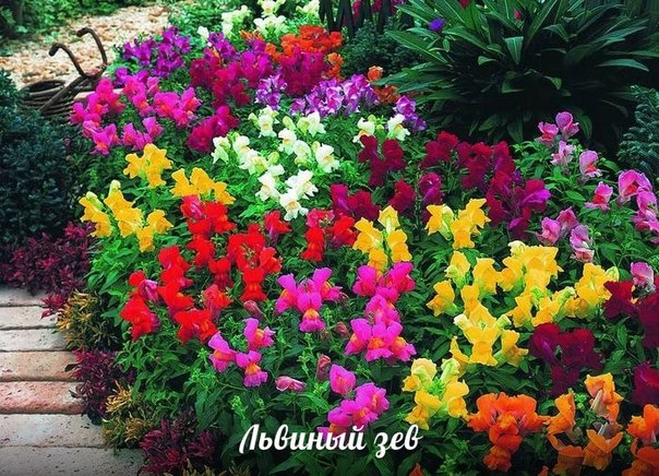 яркий сад